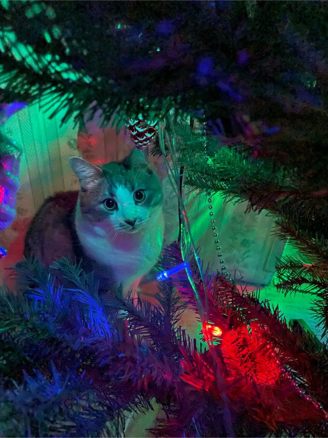 Новогодний кот