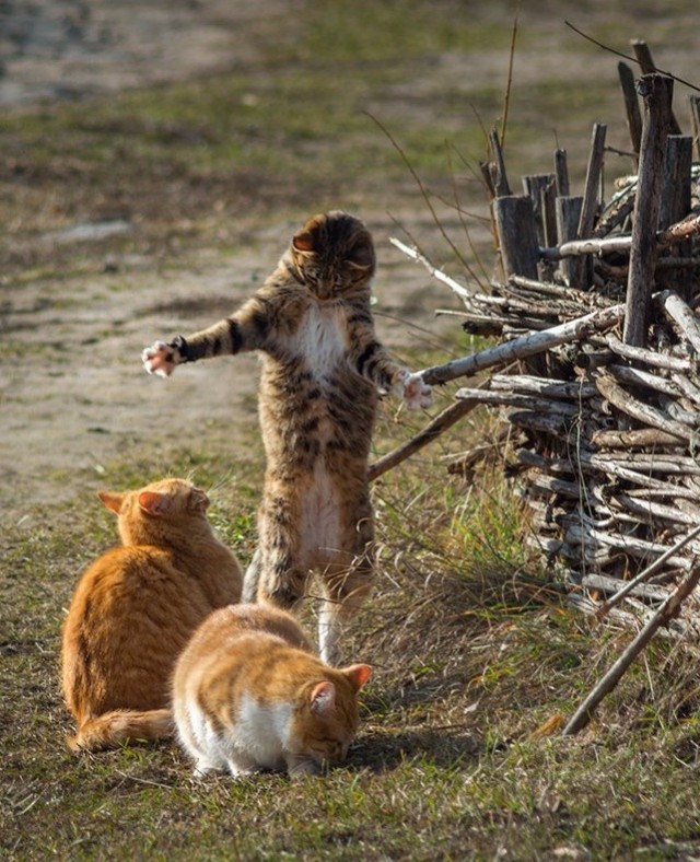 Котовторник в картинках
