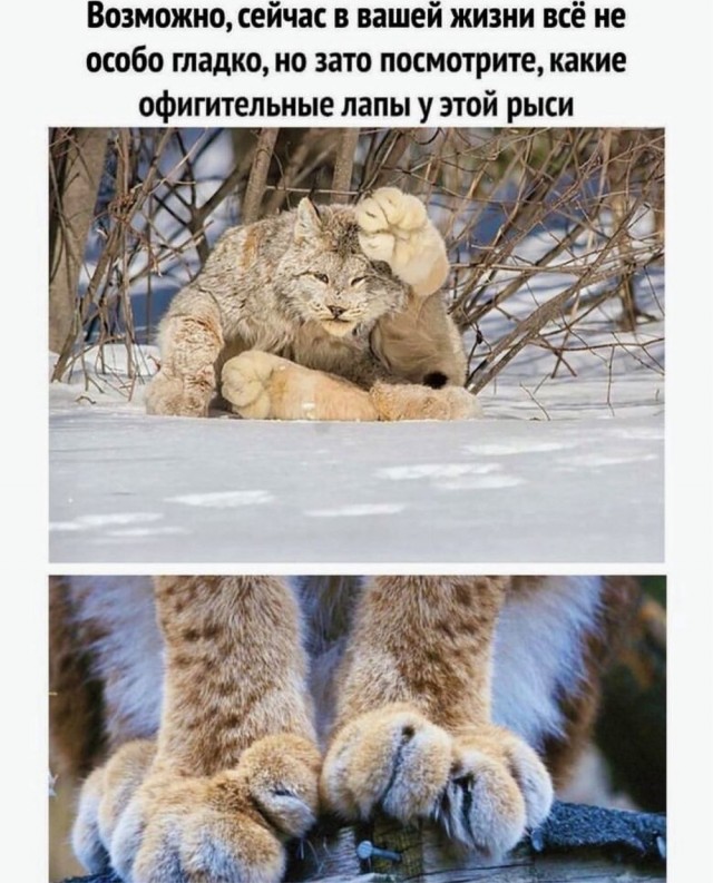 Отряд быстрого деградирования