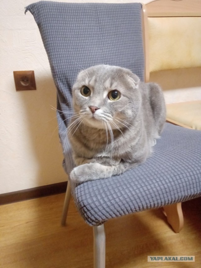 Мой рабовладелец