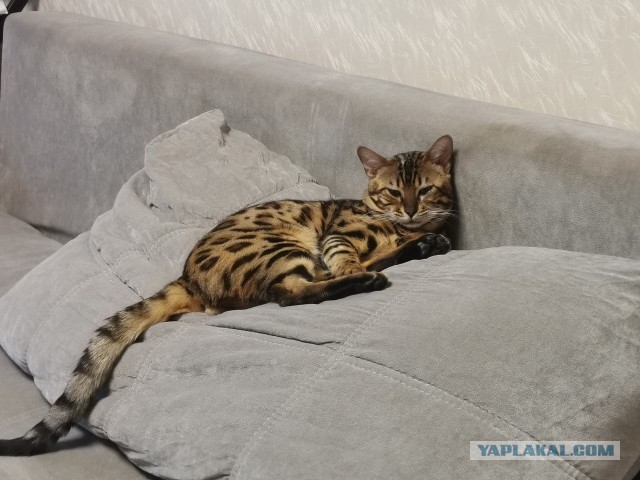 Теперь ты мой кожаный раб, принимайте слабака