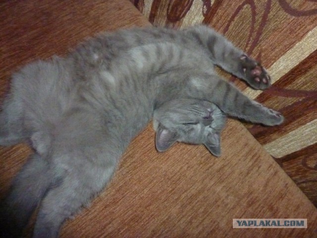 Мелом обвести?