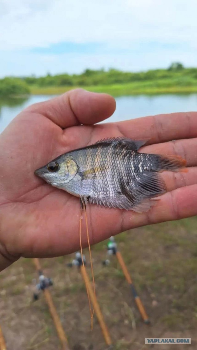 Бутан, таинственный Бутан