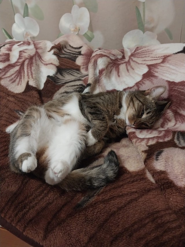 Немного моих котиков к вторнику