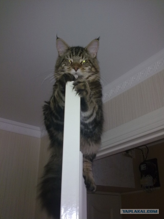 Немного о  Мейн Куне.