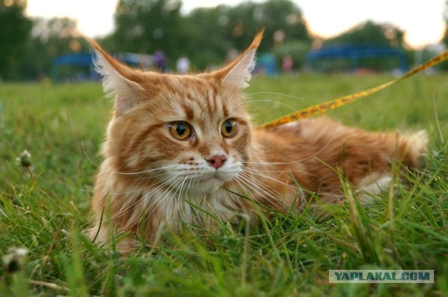 Немного о  Мейн Куне.