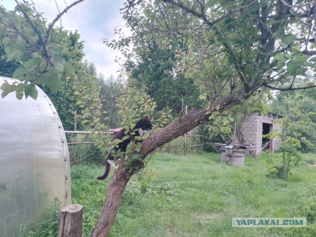Жизнь домашнего приюта для котеек 549