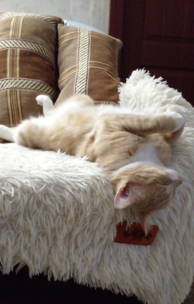 К котовторнику