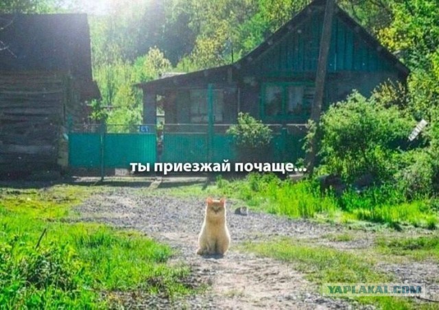 Путешествие городского кота в деревню