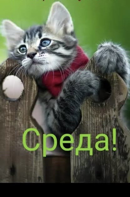 Картинки среды