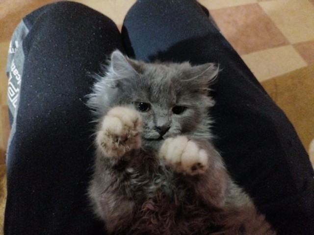 Котовторник