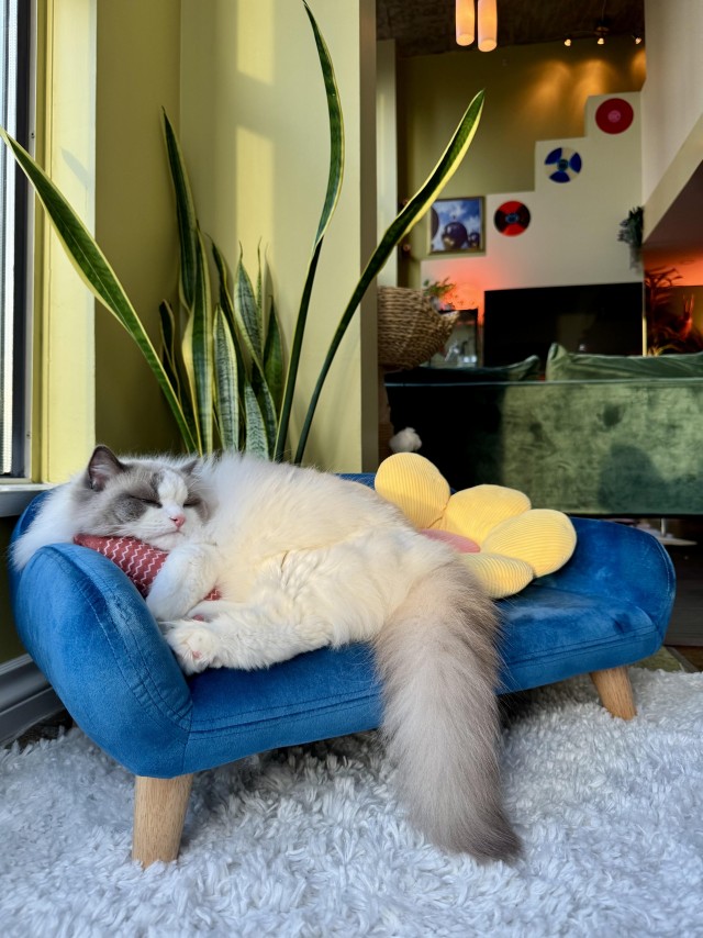 Зимняя шубка — это не шутка (котовторник)