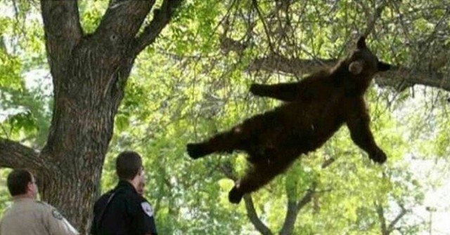 Мужик спасает медведя