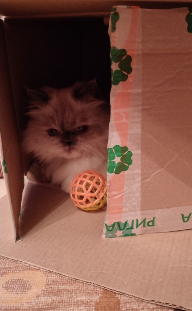 Котокоробковое