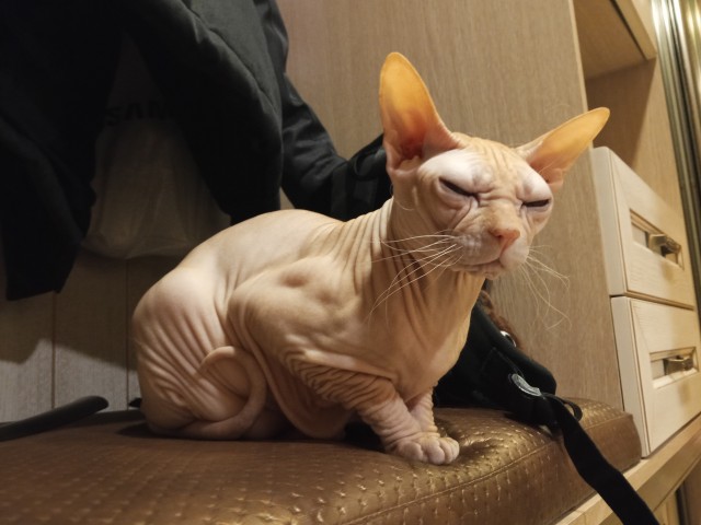 В защиту кошек породы Сфинкс канадский...