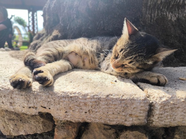 Уличные кошки в Афинах, Греция