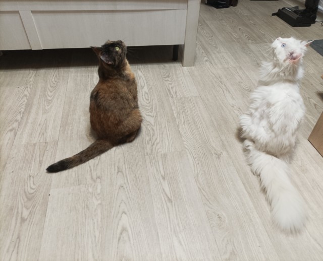 ДНК-тест
