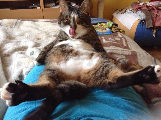 Котовторник 03.09.2013