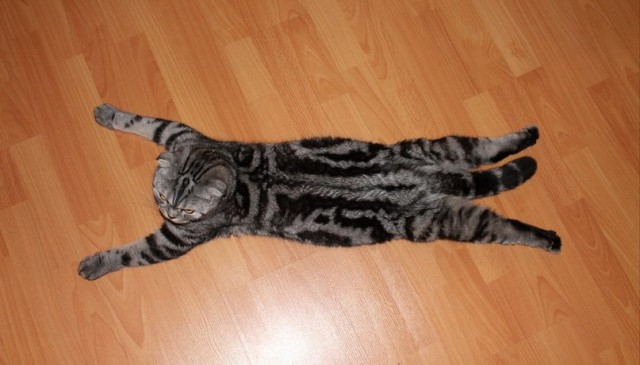 Котейка, который не знает как лежат котейки