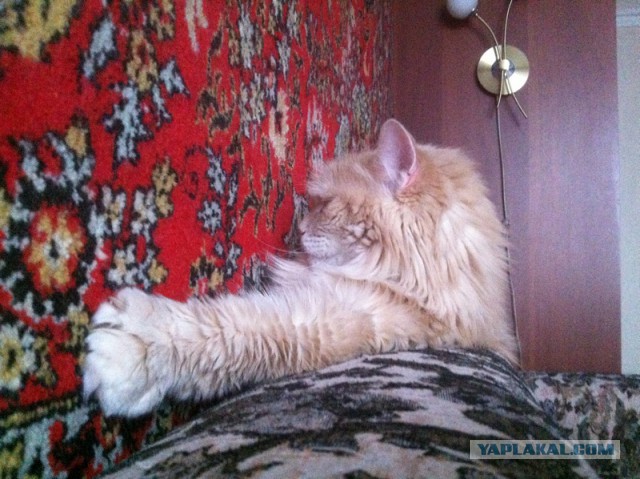 Котовторник 04.03.2014