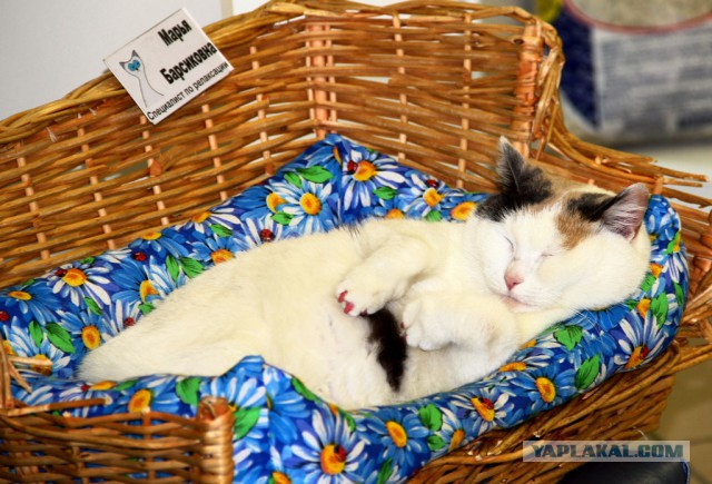 Котовторник  25.03.2014