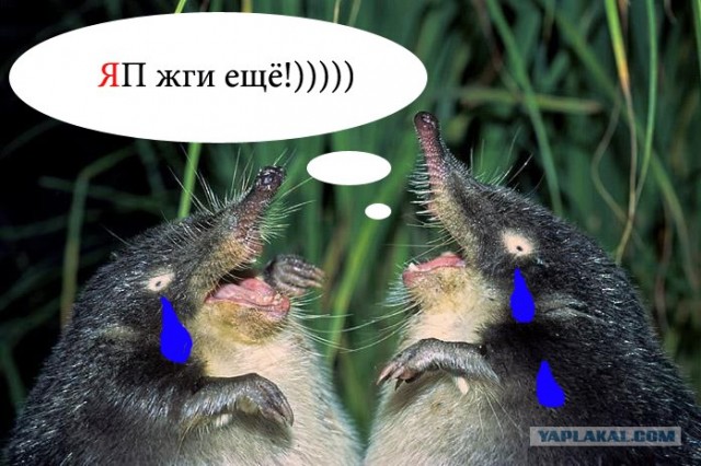 Классификация выхухолей
