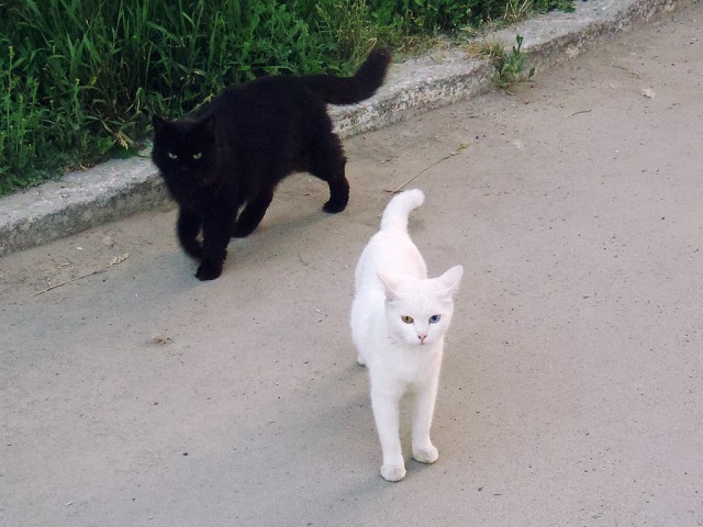 Котовторник 24.06.2014