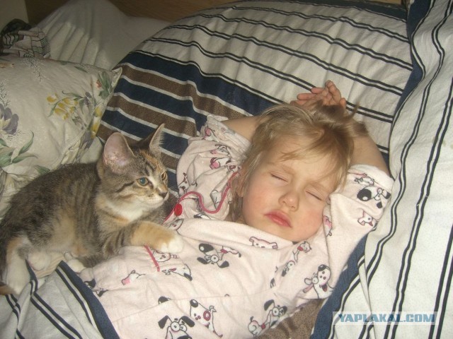Котовторник 12.03.13