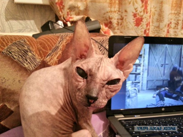 Котовторник 16.09.14