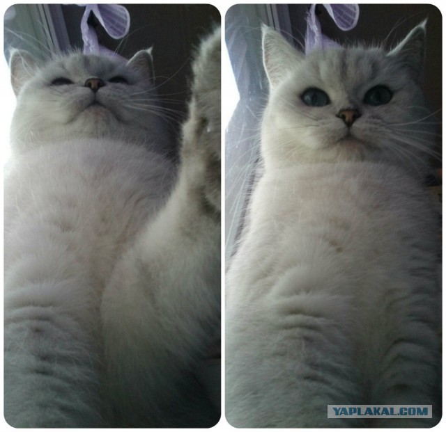 Котовторник 23.09.2014.