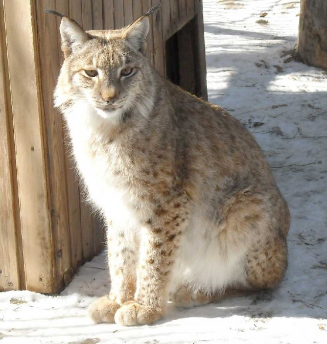 Сибирские коты и американцы