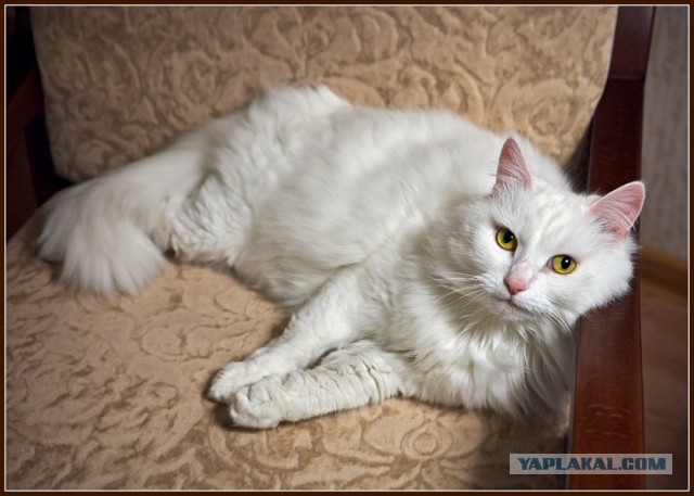 Котовторник.