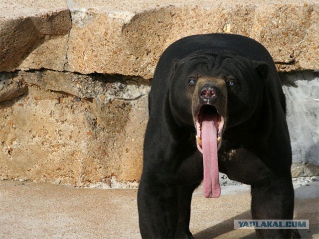 Смешное из инета