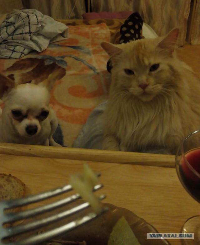 Котопёс))