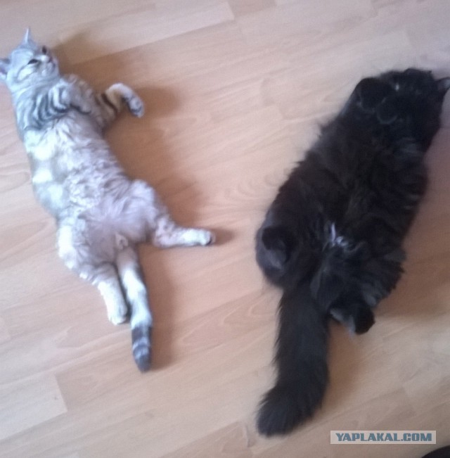 Котовторник   02.06.2015