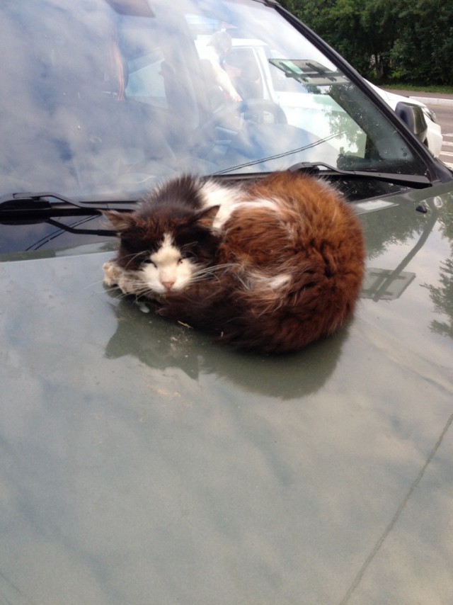 Котовторник 7.07.2015