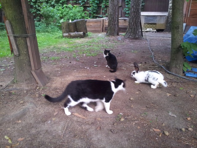 Котовторник 28.07.2015