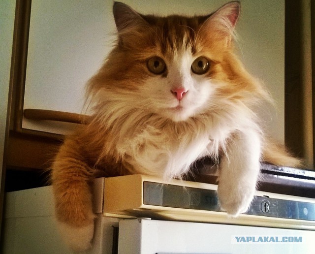 Прикольные коты