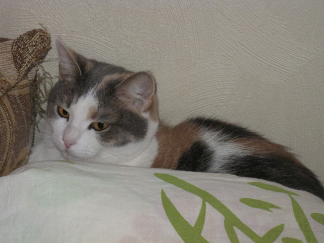Котовторник