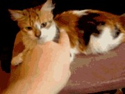 Человек и кошка