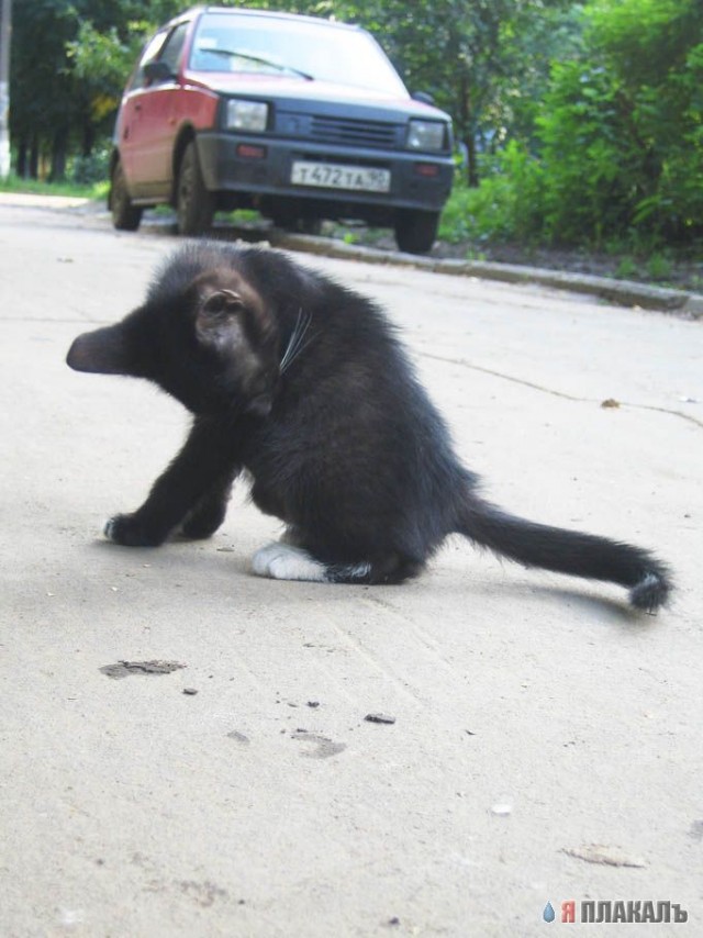 Коты, кошки, котята