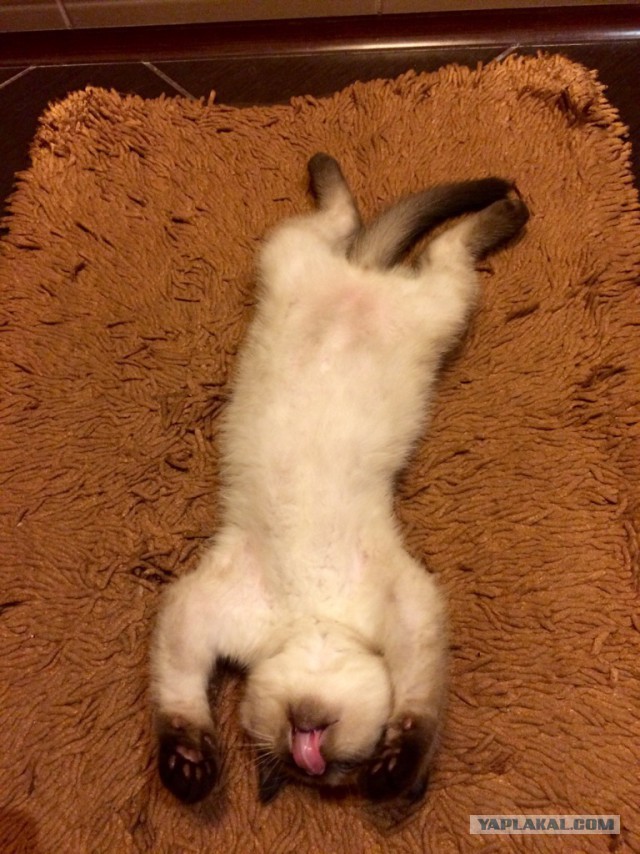 Котовторник  01.03.2016