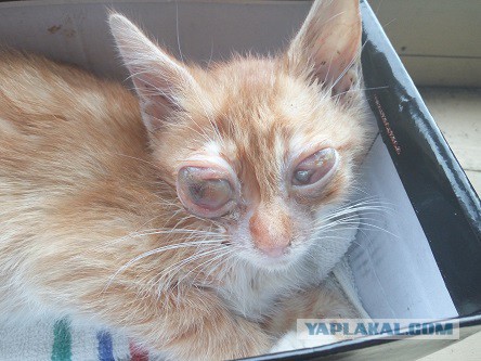 Спасти Рыжего