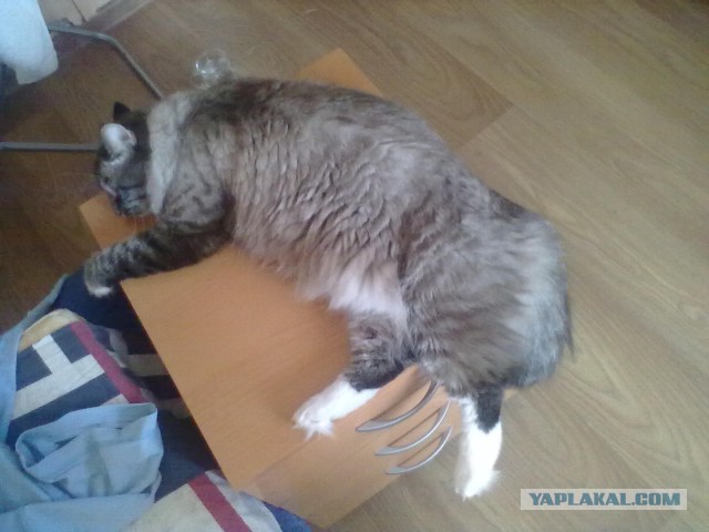 Котовторник 21.06.16