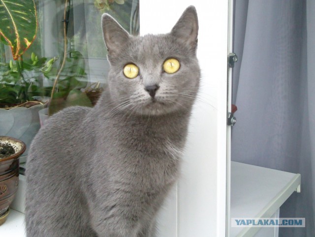 Котовторник 21.06.16