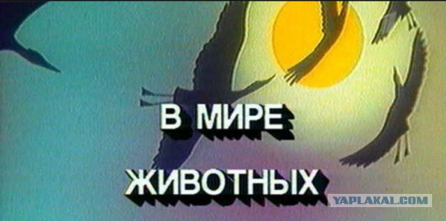 Фотографии, смотря на которые, можно услышать музыку.