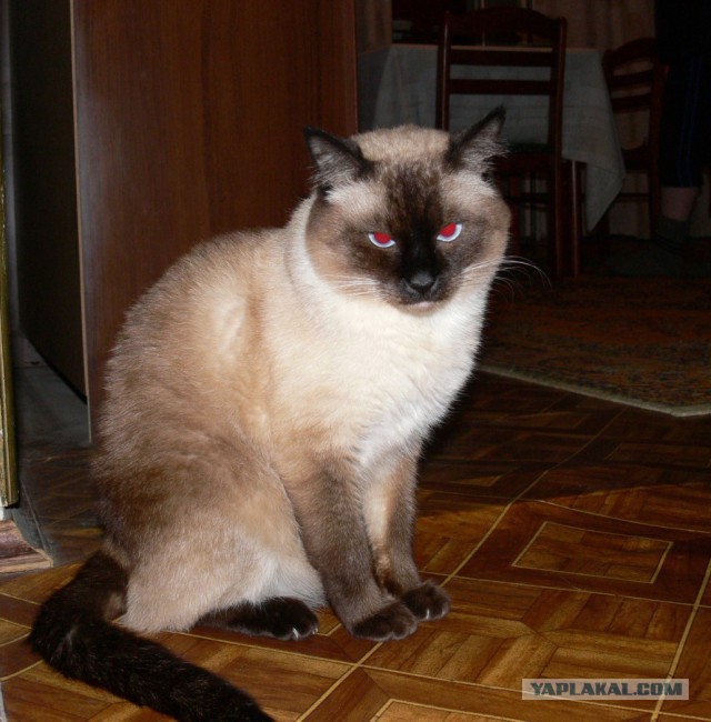 Cамый злой кот в мире