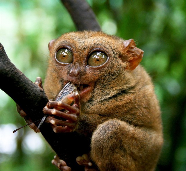 Долгопяты (лат. Tarsius)