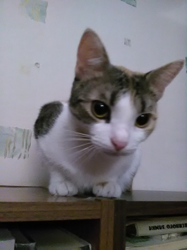 Котовторник 11/04/2017