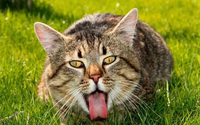 Коты и Кошки
